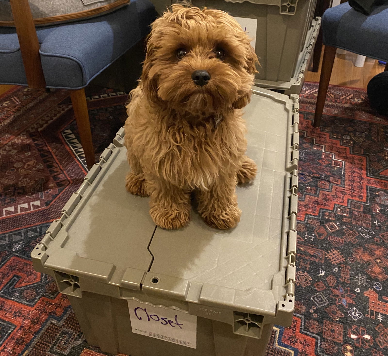 Dog and Boxes